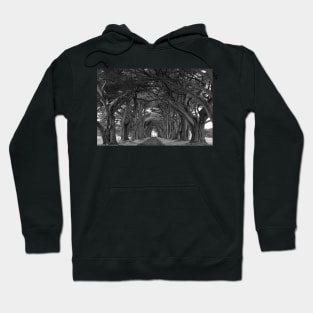 Point Reyes Black And White Cypress Tunnel Hoodie